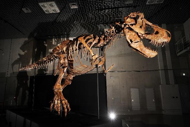 『恐竜博2023』ティラノサウルスの全身骨格タイソン