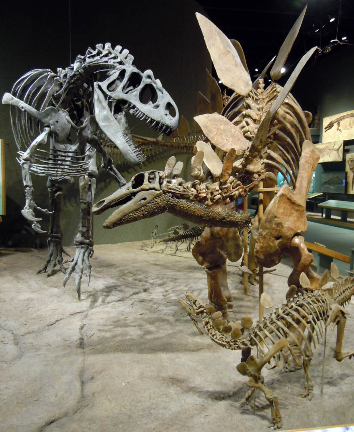 アロサウルス対ステゴサウルス