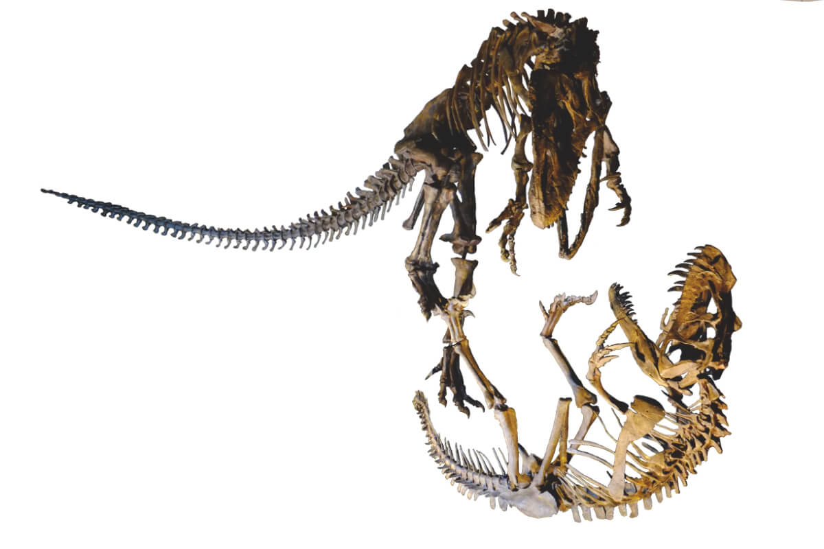 アロサウルス対ケラトサウルス