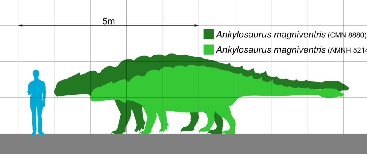 アンキロサウルス | 恐竜図鑑