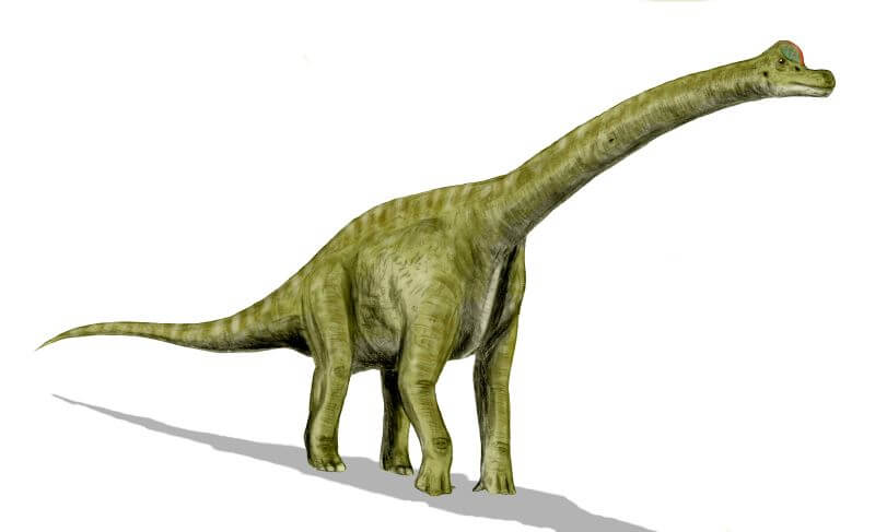 ブラキオサウルス】長い腕が特徴！ きりんみたいな大きな竜脚類 | 恐竜 ...