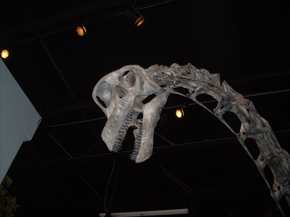 大きな竜脚類【ブラキオサウルス】 | 恐竜図鑑