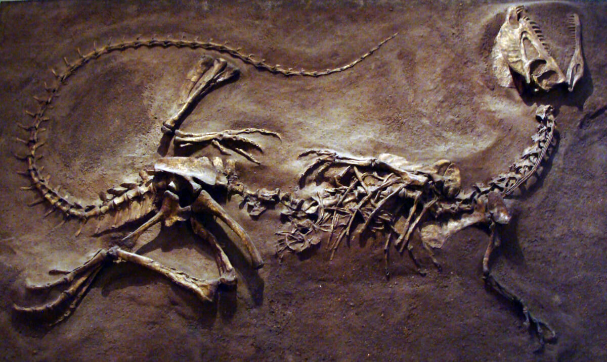 ディロフォサウルス| 恐竜図鑑