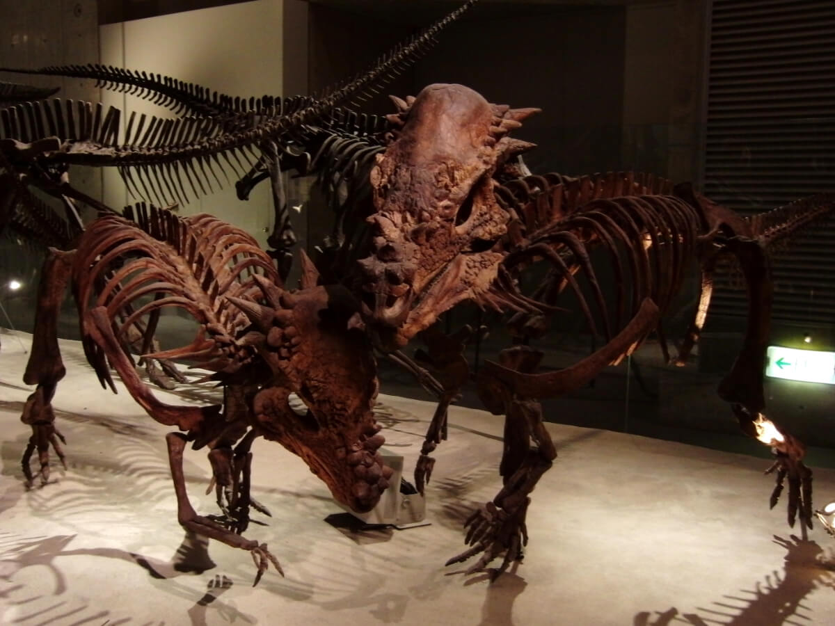硬い石頭の植物食恐竜【パキケファロサウルス】| 恐竜図鑑