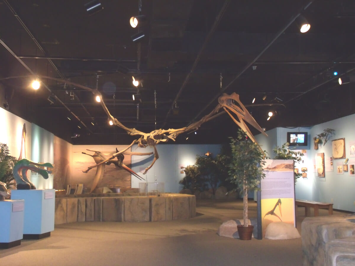 一番大きい翼竜。ケツァルコアトルス