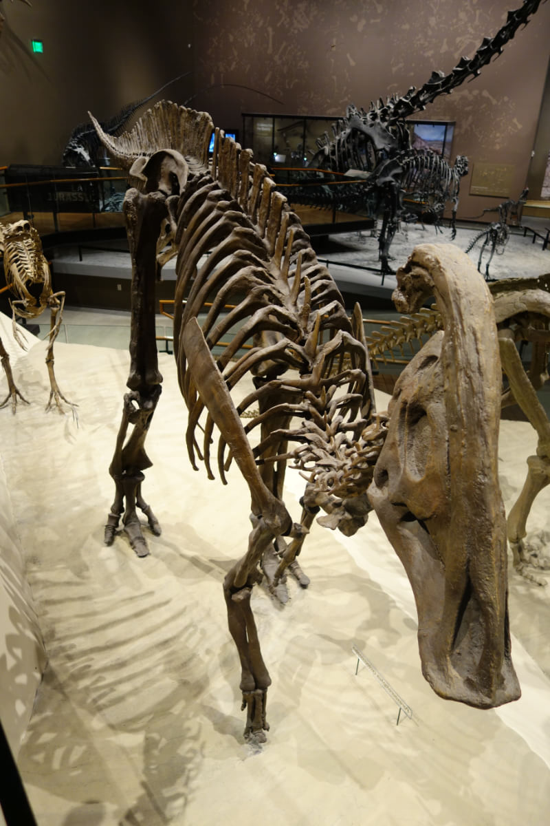 頭に音が鳴るトサカの植物食恐竜【パラサウロロフス】| 恐竜図鑑