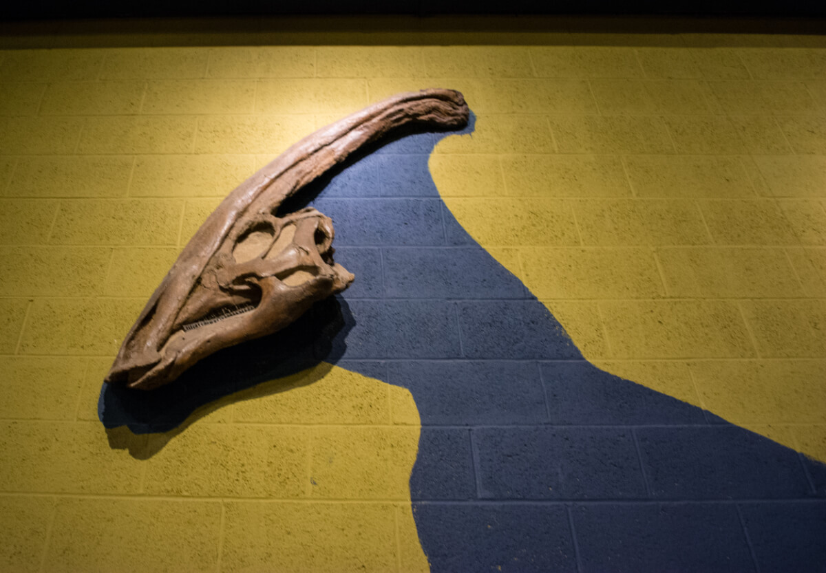 頭に音が鳴るトサカの植物食恐竜【パラサウロロフス】| 恐竜図鑑