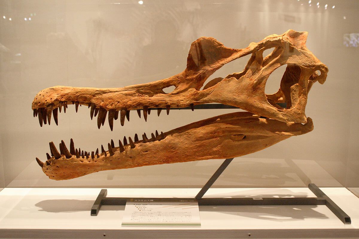 スピノサウルス 脊椎 背骨 化石 1億年前 恐竜 ケムケム モロッコ 929 