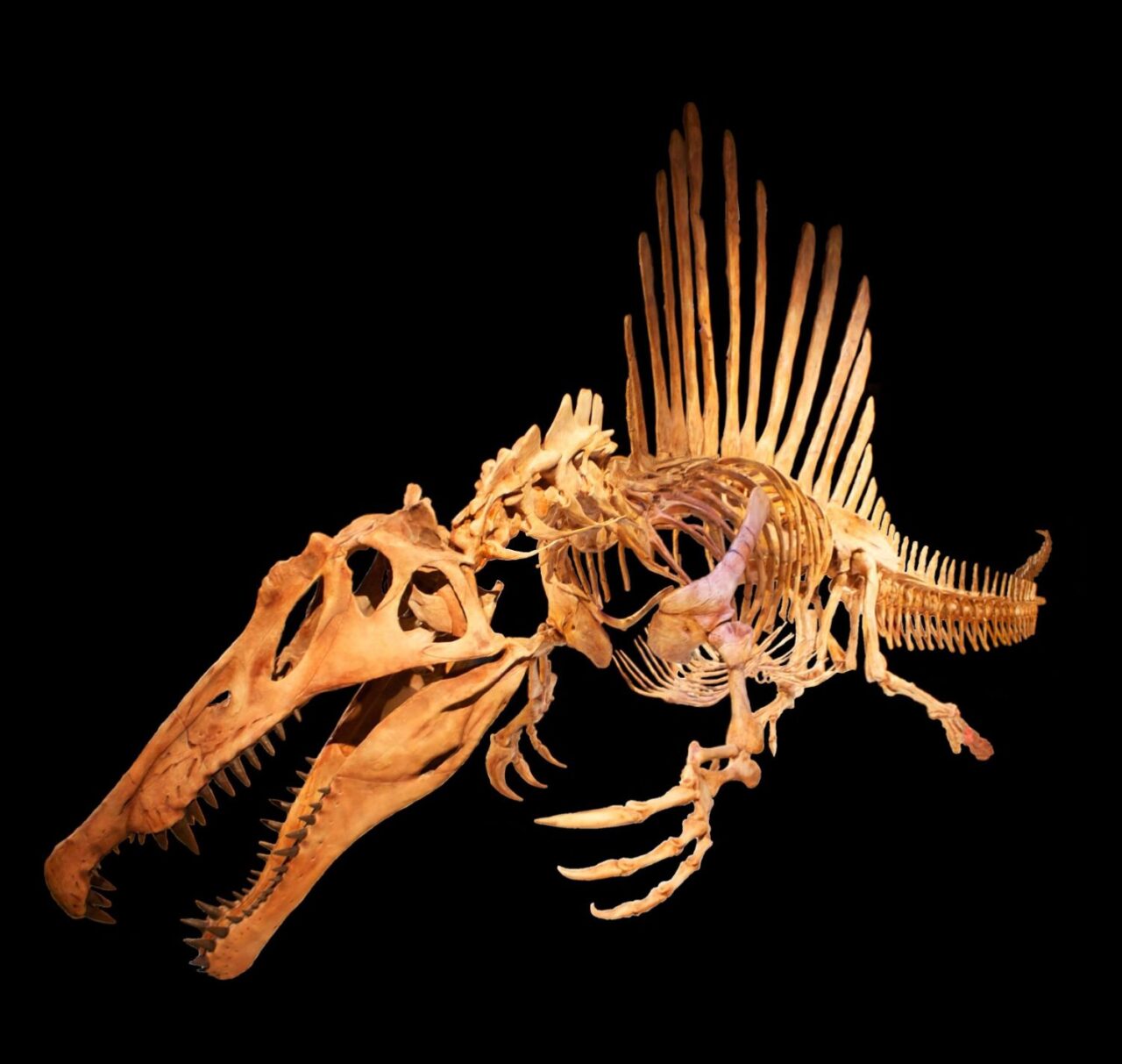 スピノサウルスのハンドクロウ（爪） 化石 恐竜 - その他