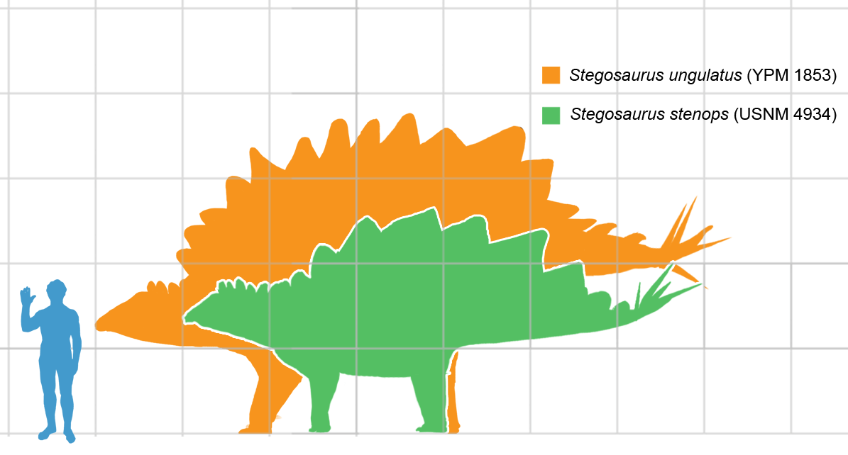  ジュラ紀の植物食恐竜【ステゴサウルス】| 恐竜図鑑