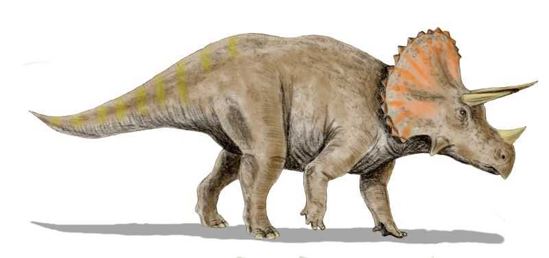 最強の植物食恐竜【トリケラトプス】| 恐竜図鑑