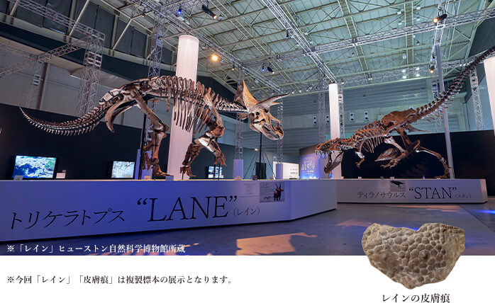 『恐竜科学博 2023』トリケラトプス「レイン」とティラノサウルス「スタン」