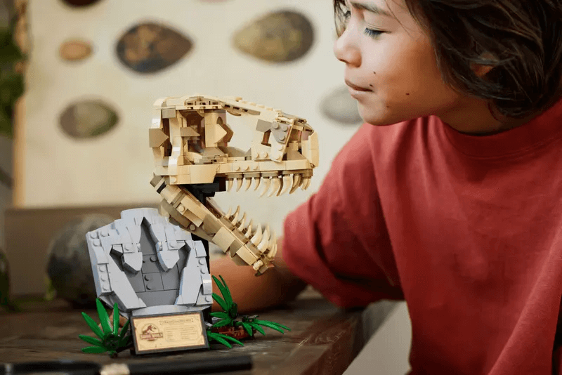 恐竜の化石：T-レックス頭蓋骨