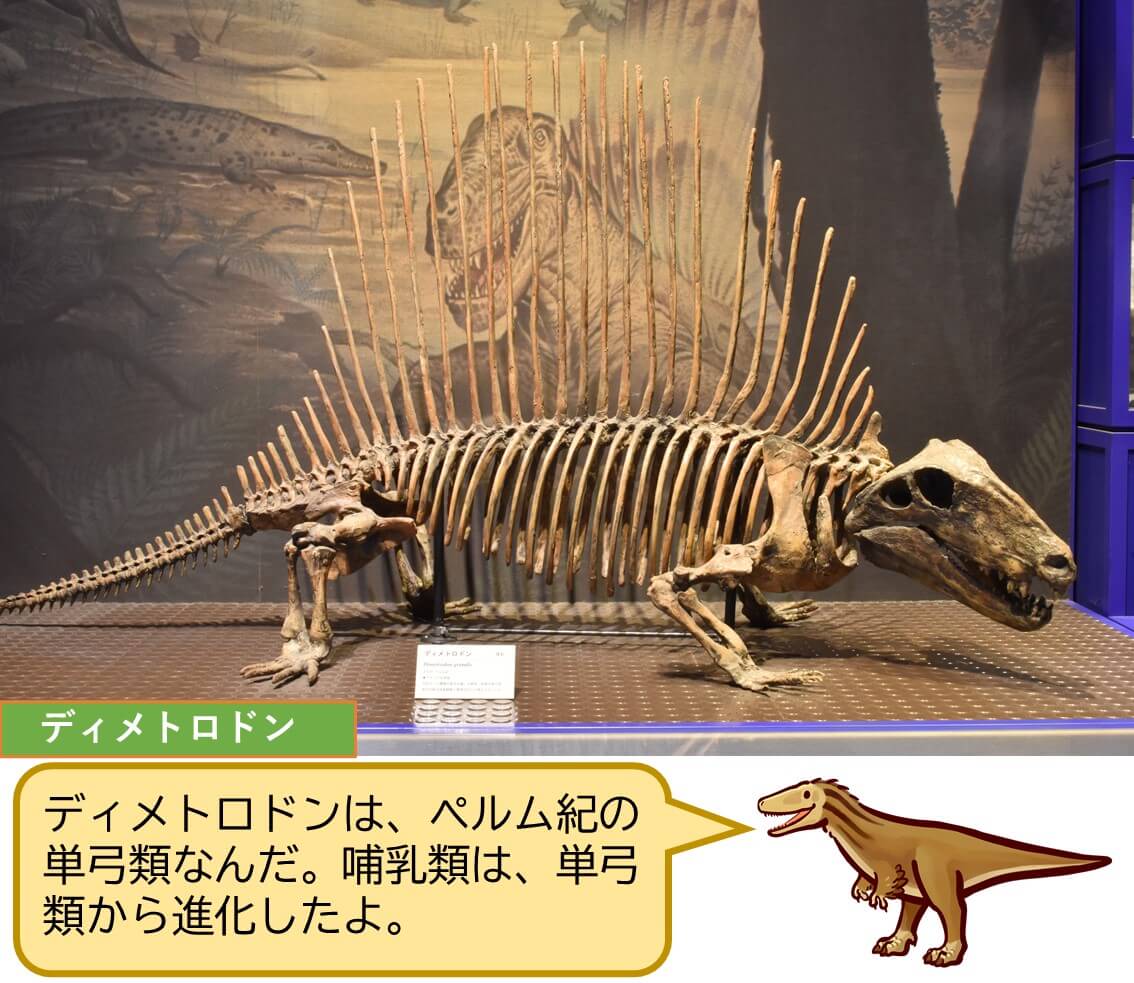 『恐竜vs哺乳類ー化石から読み解く進化の物語ー』＠茨城県自然博物館