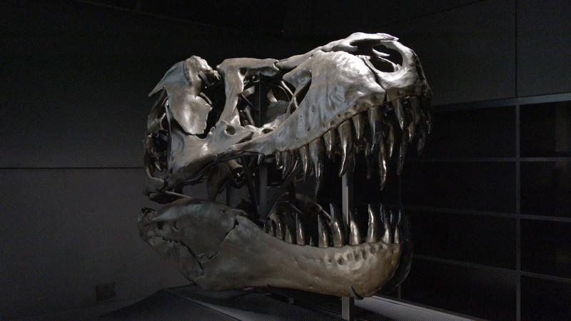 福井県立恐竜博物館 ティラノサウルス頭骨