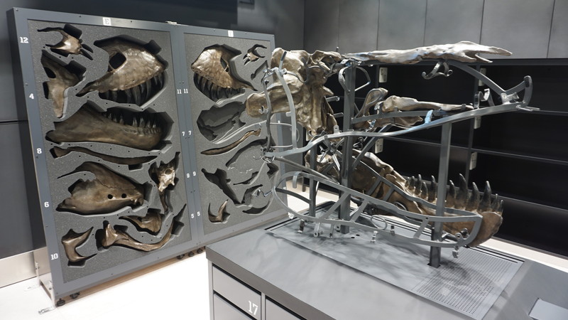 福井県立恐竜博物館  ティラノサウルス頭骨