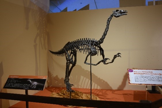 『化石ハンター展』＠名古屋市科学館　タルボサウルス 全身骨格 国立科学博物館蔵