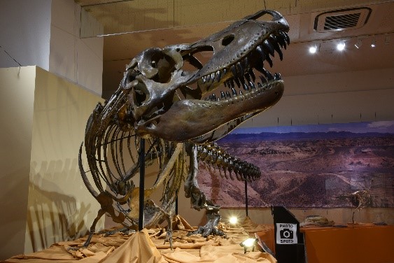 『化石ハンター展』＠名古屋市科学館　アルシャサウルス 全身骨格 福井県立恐竜博物館蔵