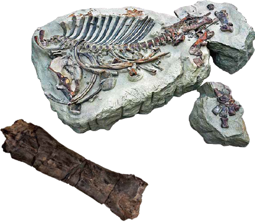 『化石ハンター展』＠名古屋市科学館　（上）パレオパラドキシア 全身産状骨格標本（下）トバリュウ 大腿骨