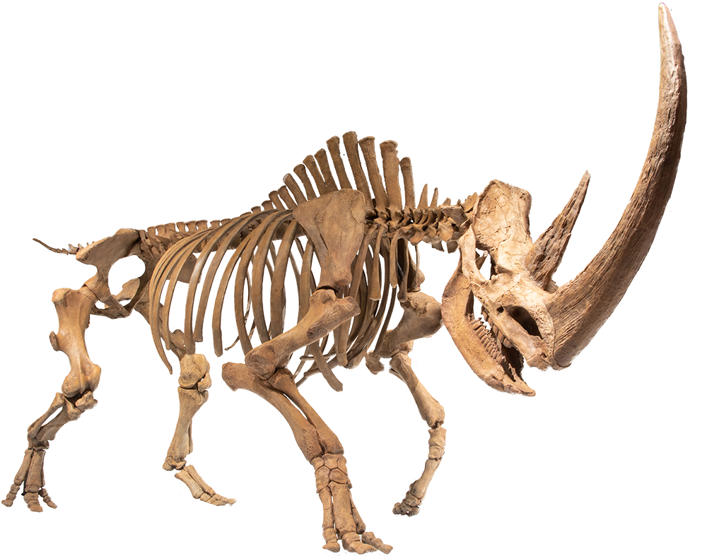 『化石ハンター展』＠名古屋市科学館　チベットケサイ〈全身骨格復元標本〉