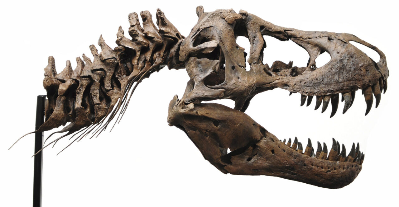 【オダイバ恐竜博覧会2024】ティラノサウルスの頭骨