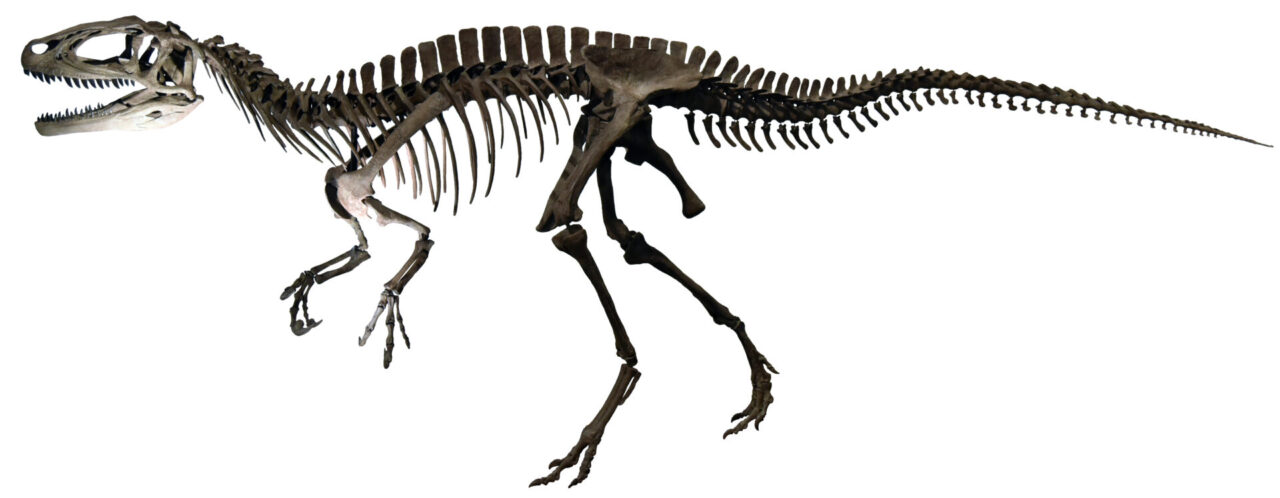 【オダイバ恐竜博覧会2024】フクイラプトルの全身骨格