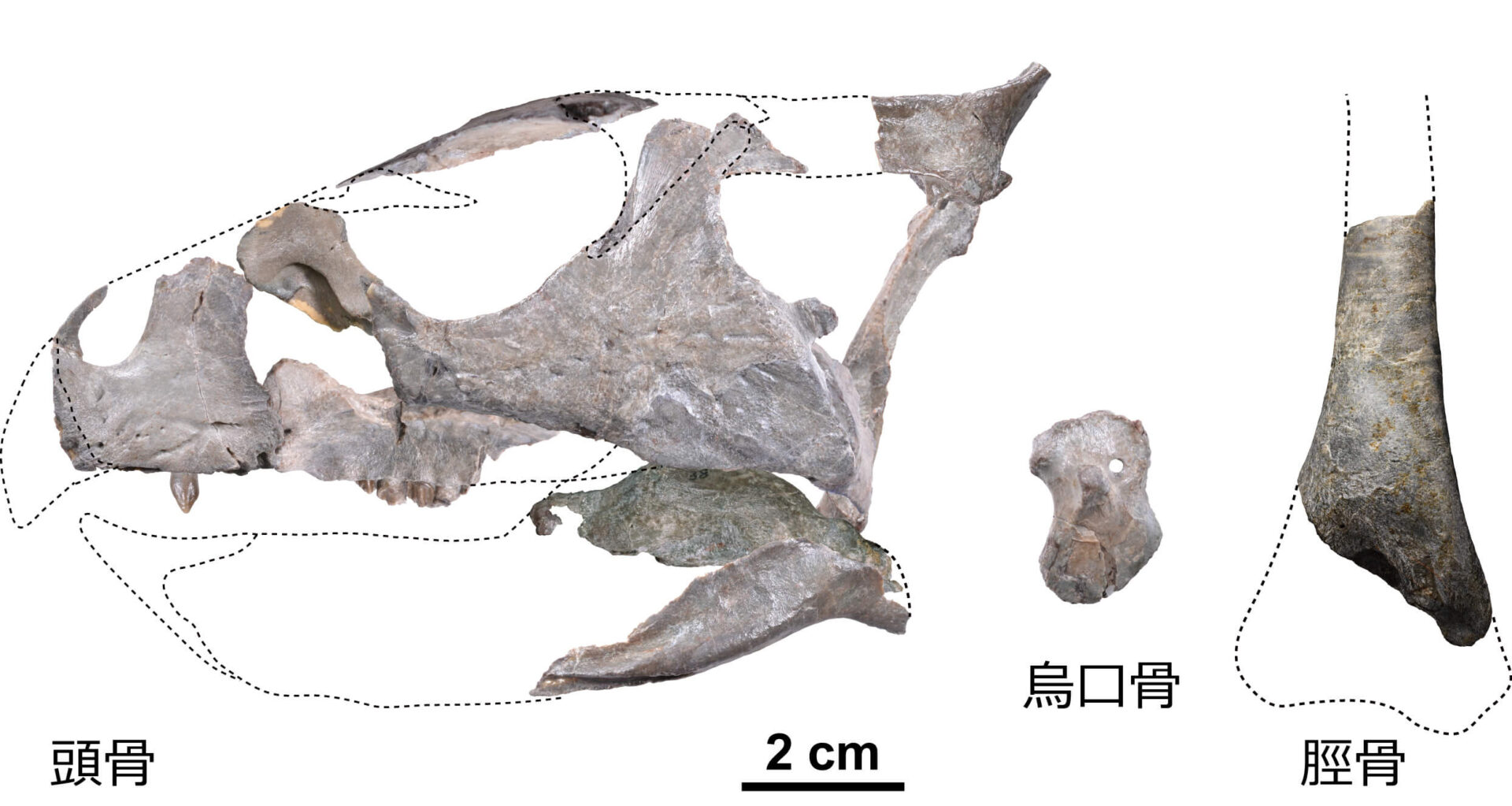 新種恐竜【ササヤマグノームス】兵庫県丹波篠山で化石が発見された、新種の角竜！